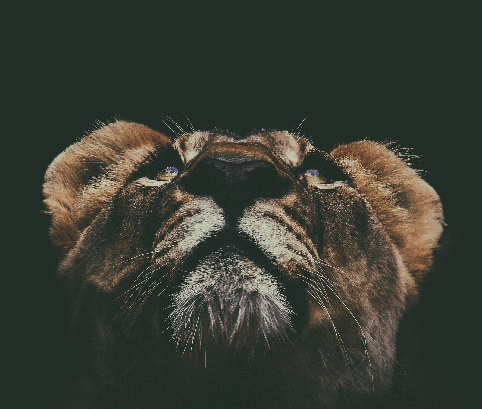 lion